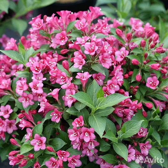 Вейгела - кусты