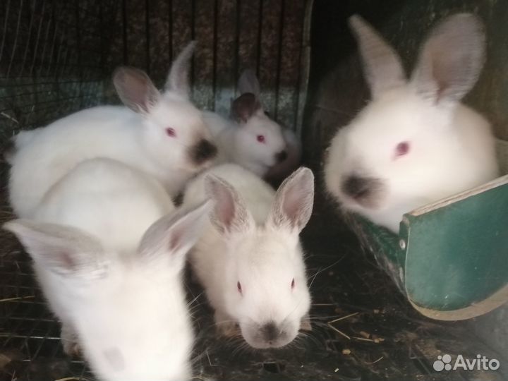 Калифорнийский мясной кролик