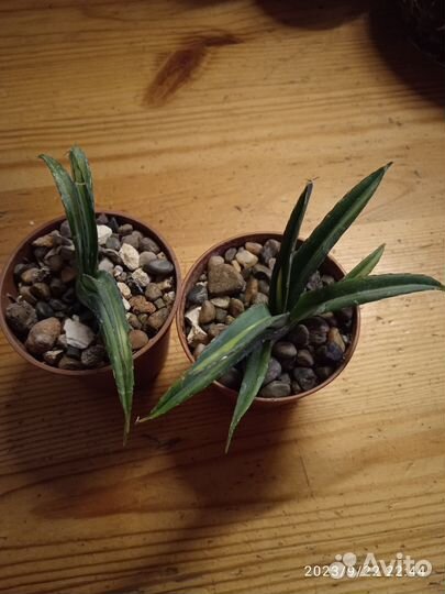 Комнатные растения.Суккуленты редкие и не очень