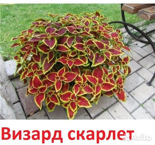 Колеусы набор 7 шт