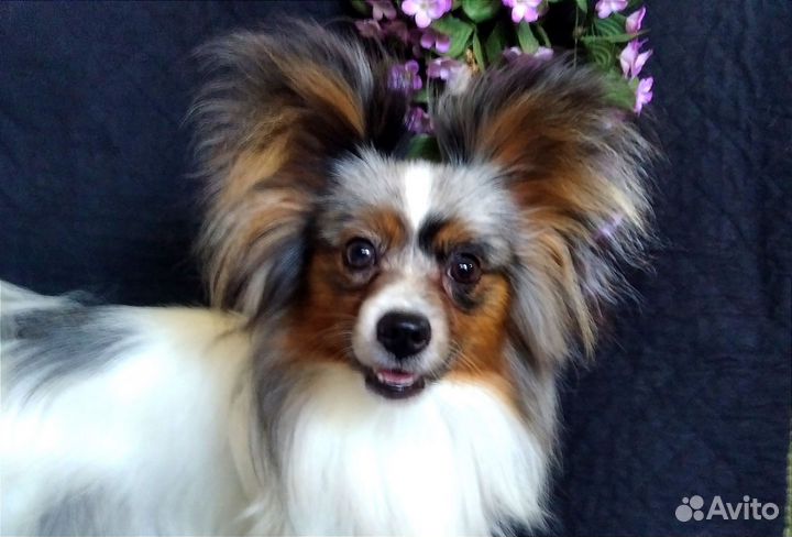 Необыкновенный мальчик папийона