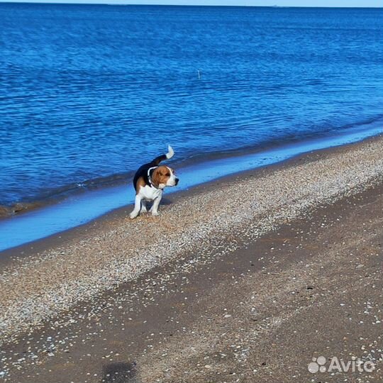 Вязка Бигль