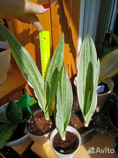 Сансевиерия