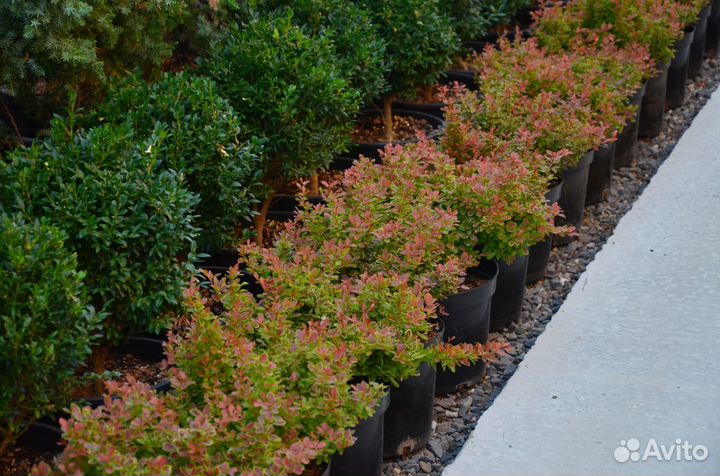 Барбарис тунберга Адмирейшн