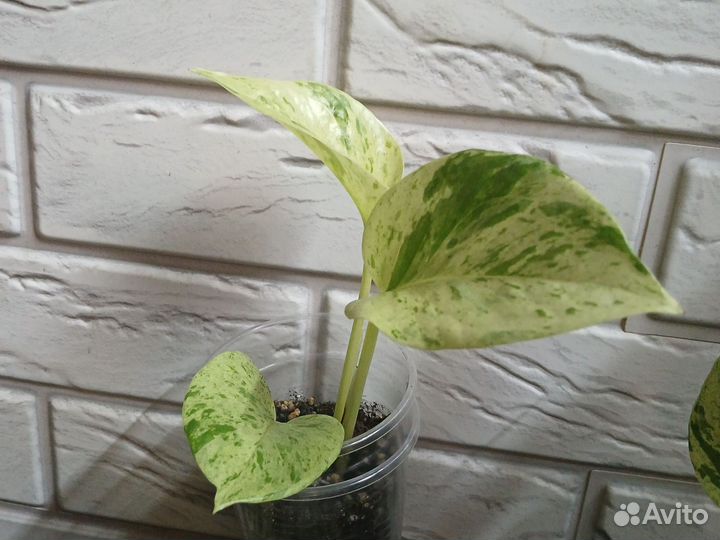 Сциндапсусы,Педилантус