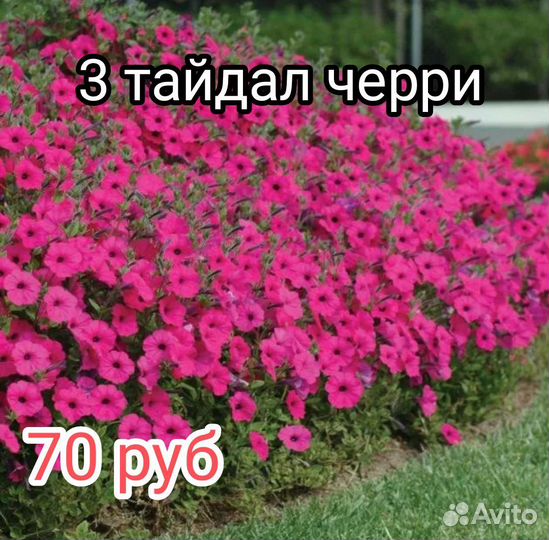Петуния Тайдал Опера 70 р