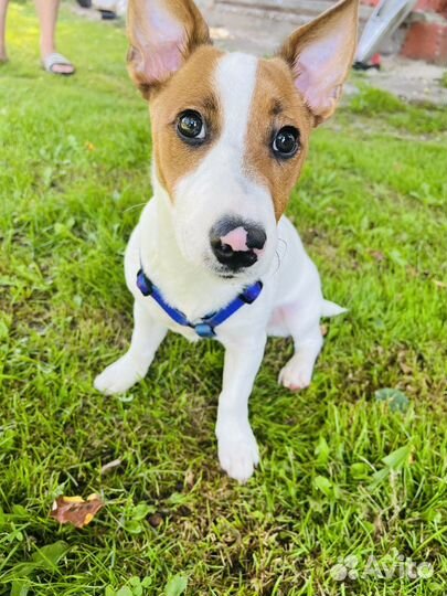 Щенок джек рассел терьер