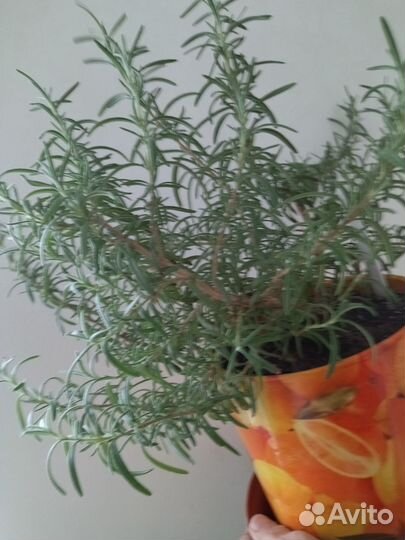 Розмарин комнатный