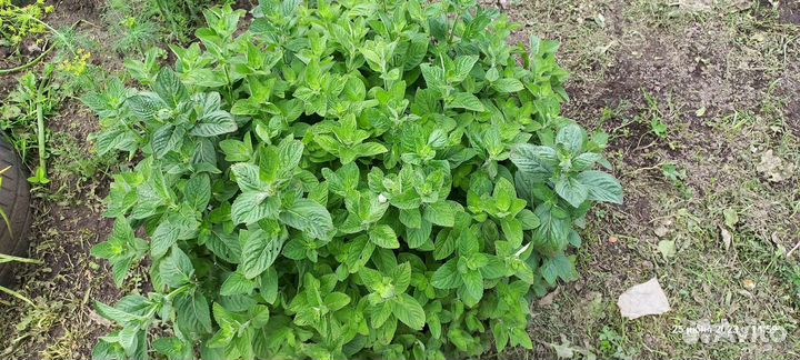 Мята душистая