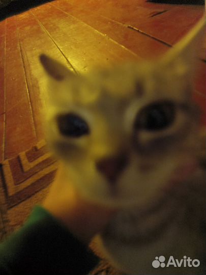 Кошки бесплатно