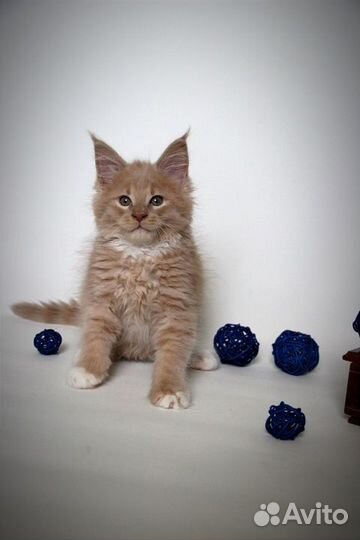 Малыши мейн-кун