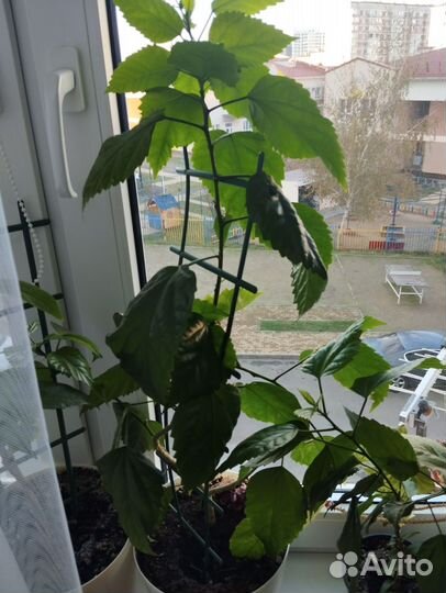 Гибискус китайская роза