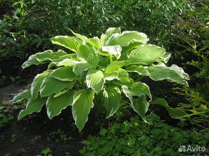 Цветы. Хосты