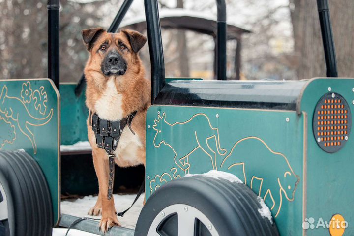 Собака Марти ищет дом (кобель)