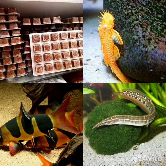 Рыбки-Раки-Улитки-Мотыль-Сомы-Артемия-Циклоп