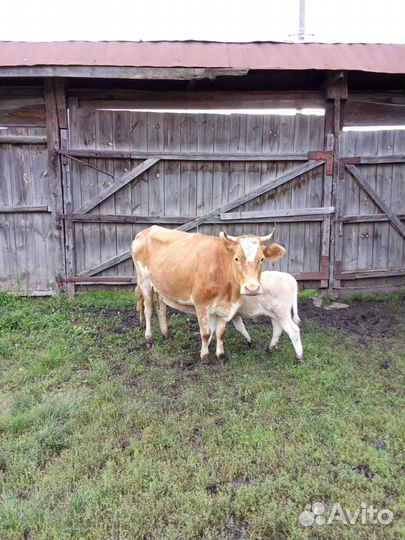 Корова дойная