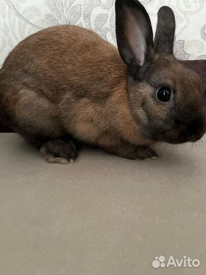 Продам декоративного кролика(самец)