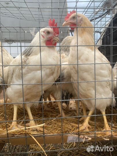 Петухи доминант