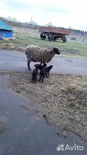 Ягнята