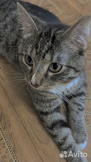 Кот Кишлак