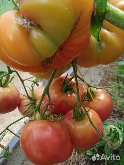 Семена сортовых томатов