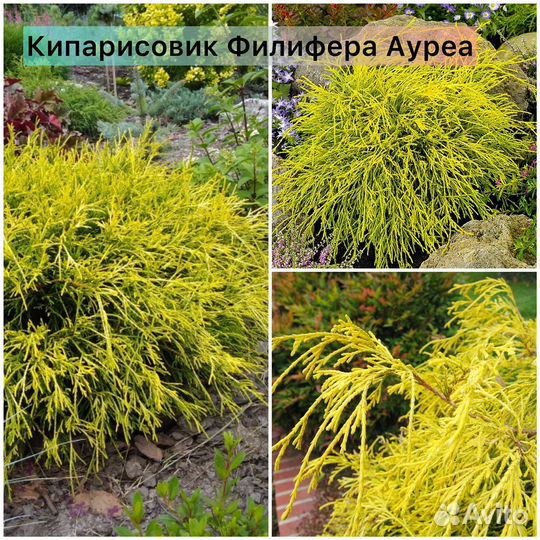 Кипарисовик Ивонн, Нана Грацилис, Эллвудс Голд