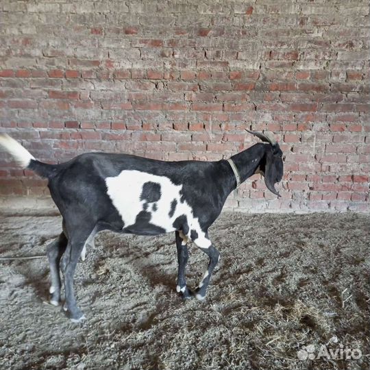 Козёл Камори75, козы дойные(покрытые), некози