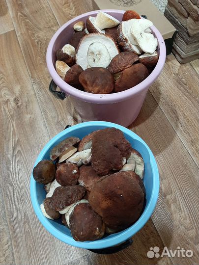 Грибы белые