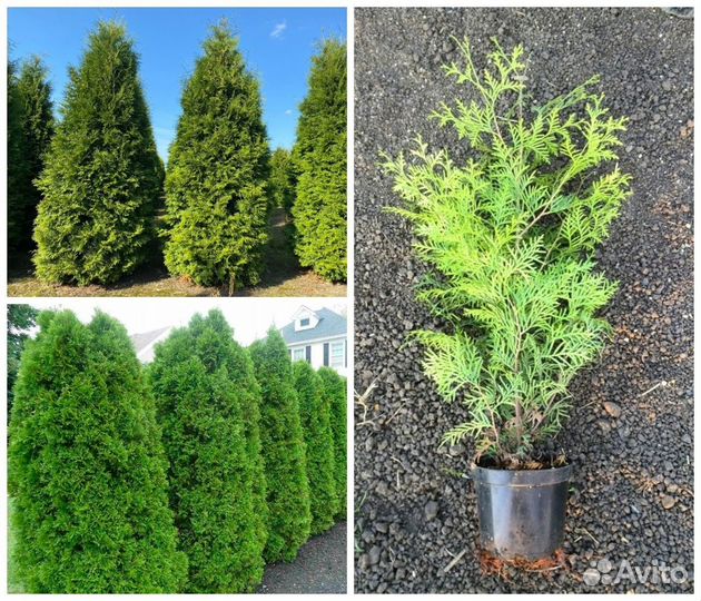 Опт и розница Туи Брабант