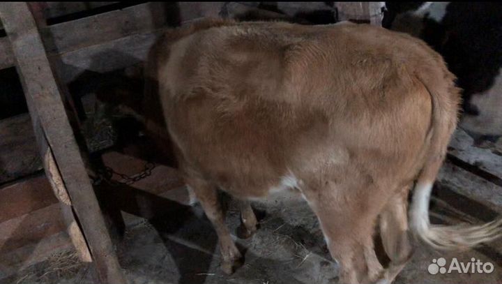 Продаю телок