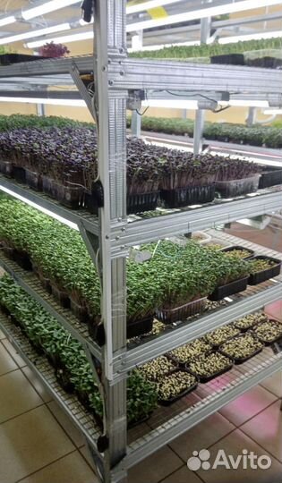 Семена для микрозелени оптом и в розницу