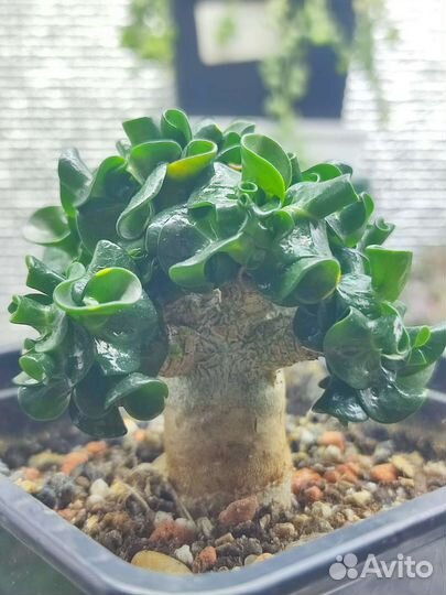 Адениум арабикум