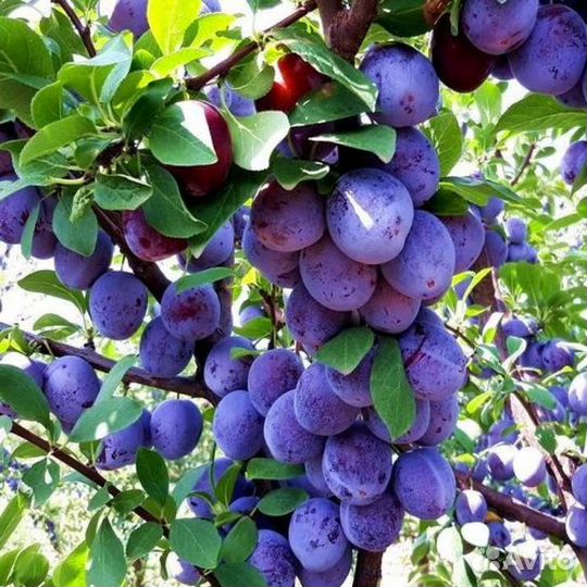 Слива Кабардинская ранняя