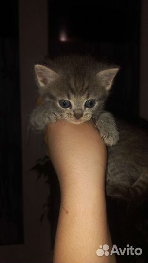 Кошечка вислоухая
