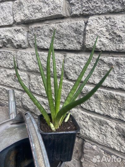 Сансевьера plen passport