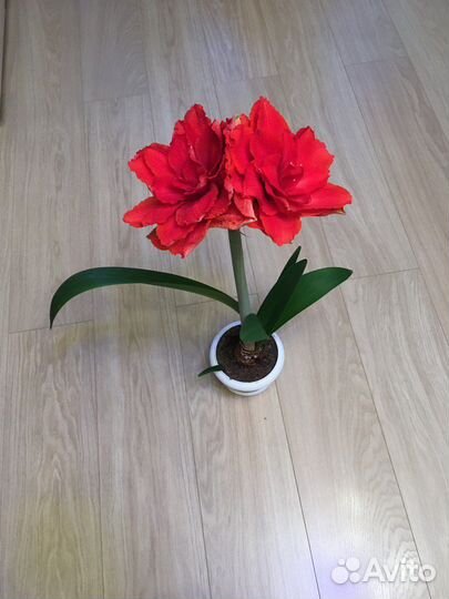 Гиппиаструм