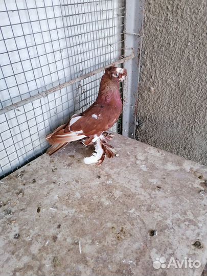 Продаю Голубей узбекской бухарской породы касанов