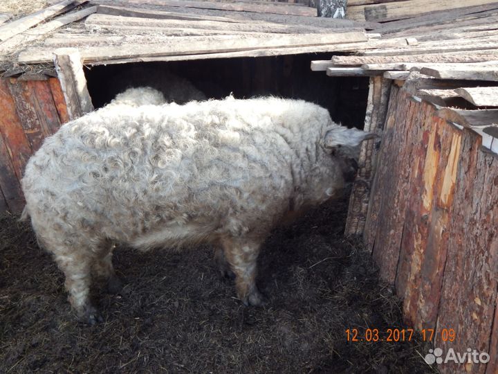 Хряки венгерской мангалицы