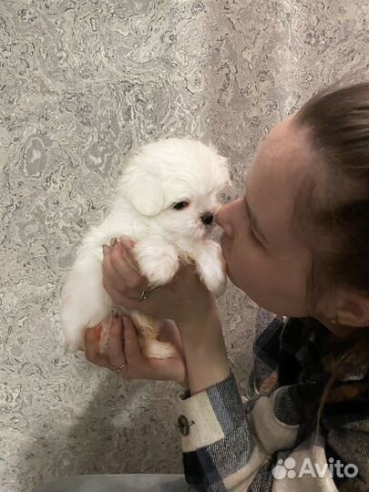 Щенки Мальтезе мини