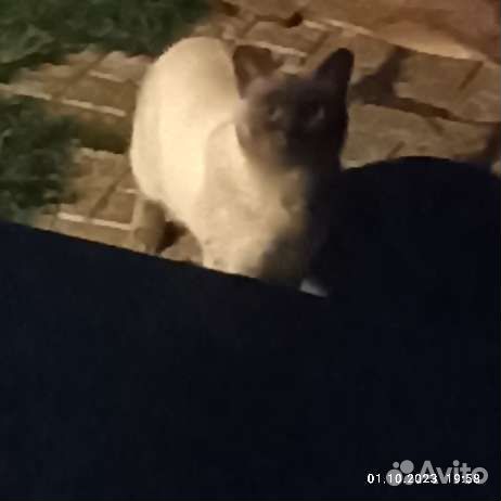 Котик в дар