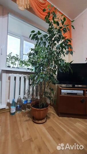 Фикус бенджамина большой