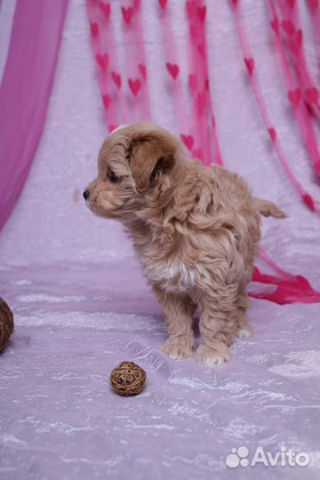 Мальтипу мини