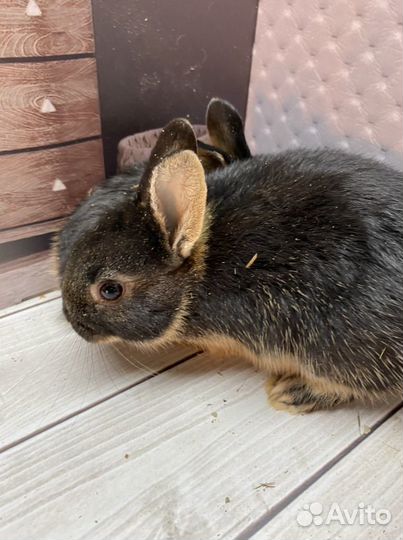 Крольчонок карликовый