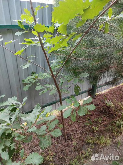 Дуб саженцы