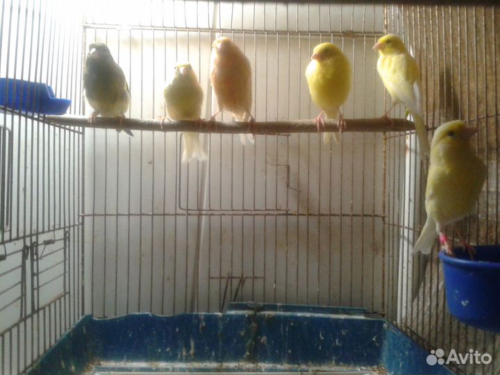 Кенарь и канарейки