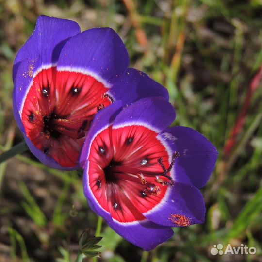 Geissorhiza radians семена