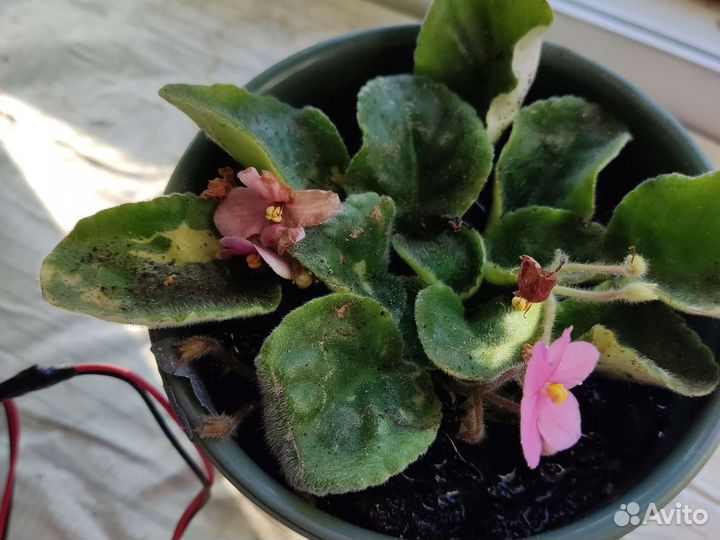 Фиалки, Петунии