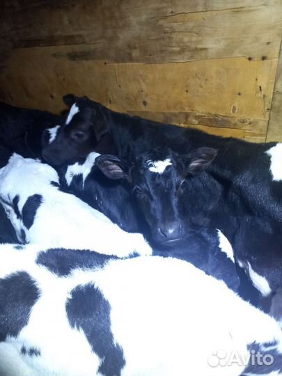 Телята бычки