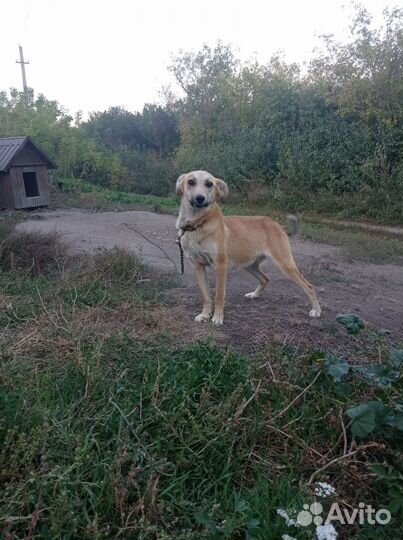 Собака бесплатно в дар в добрые руки