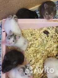 Джунгарский хомяк маленький